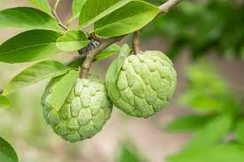 Sugar Apple